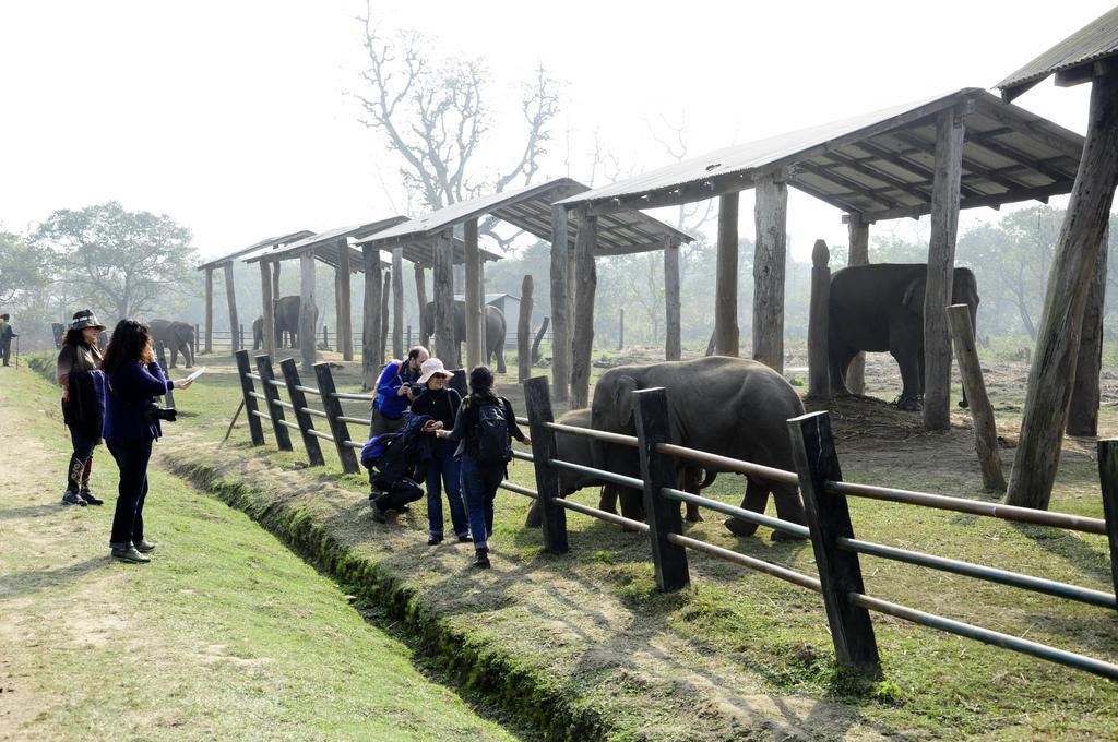 Green Park Chitwan Sauraha Bagian luar foto
